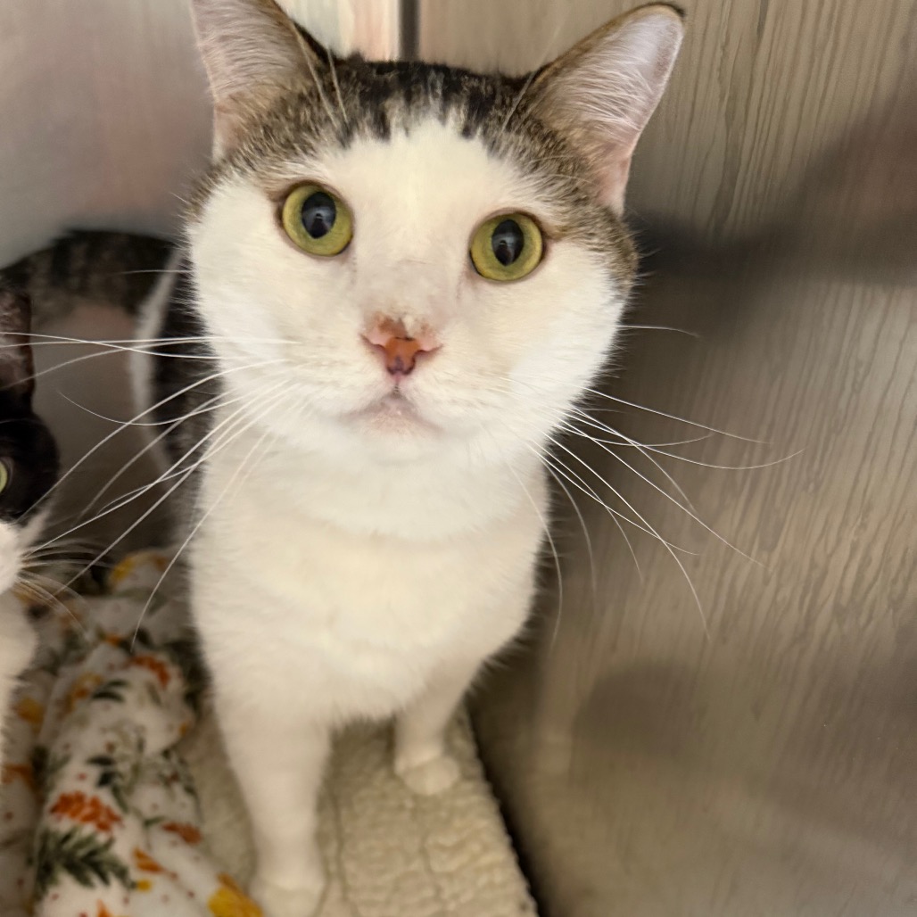 Owen - Domestic Shorthair