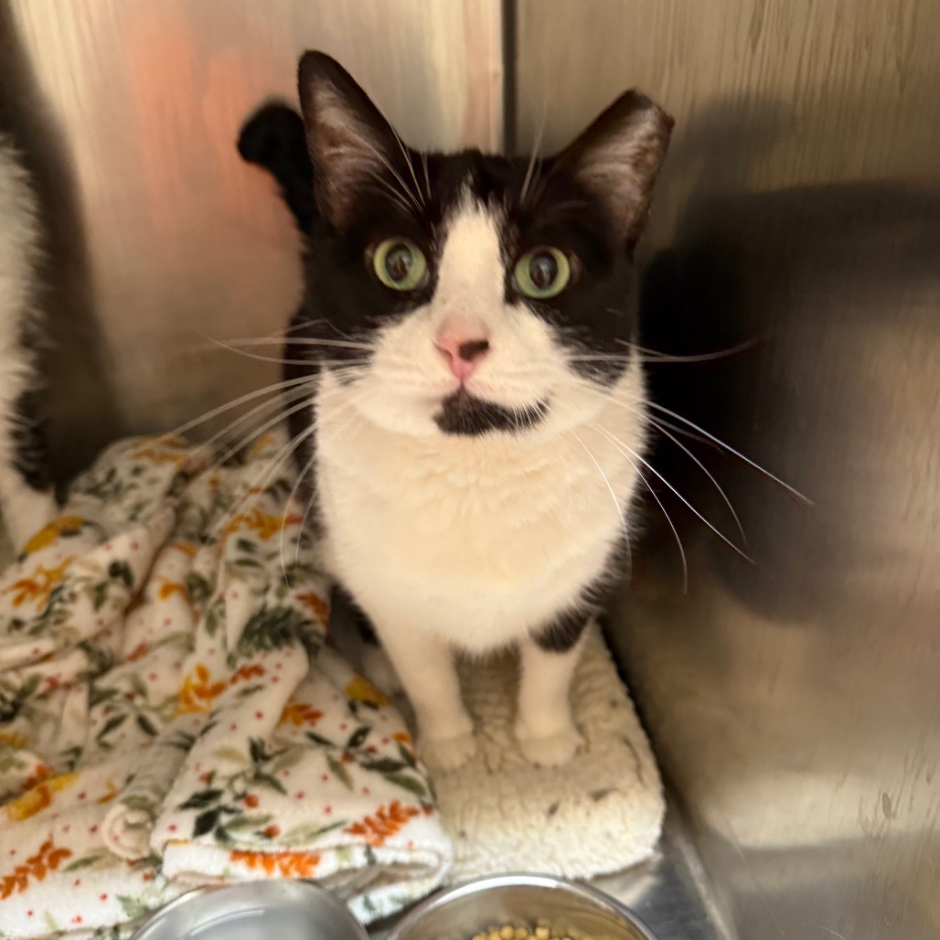 Catelyn - Domestic Shorthair