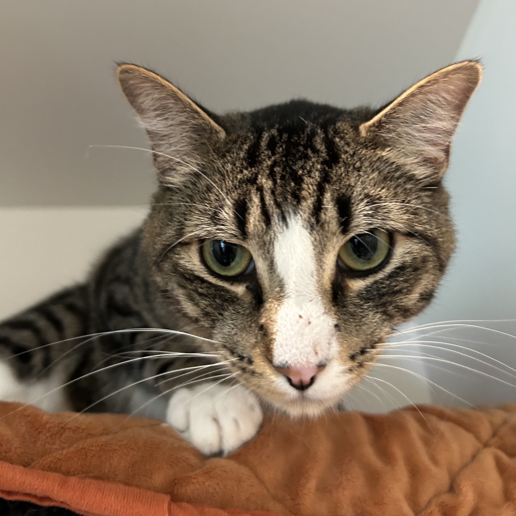 Ox - Domestic Shorthair