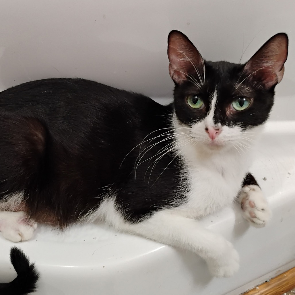 Ladybug - Domestic Shorthair