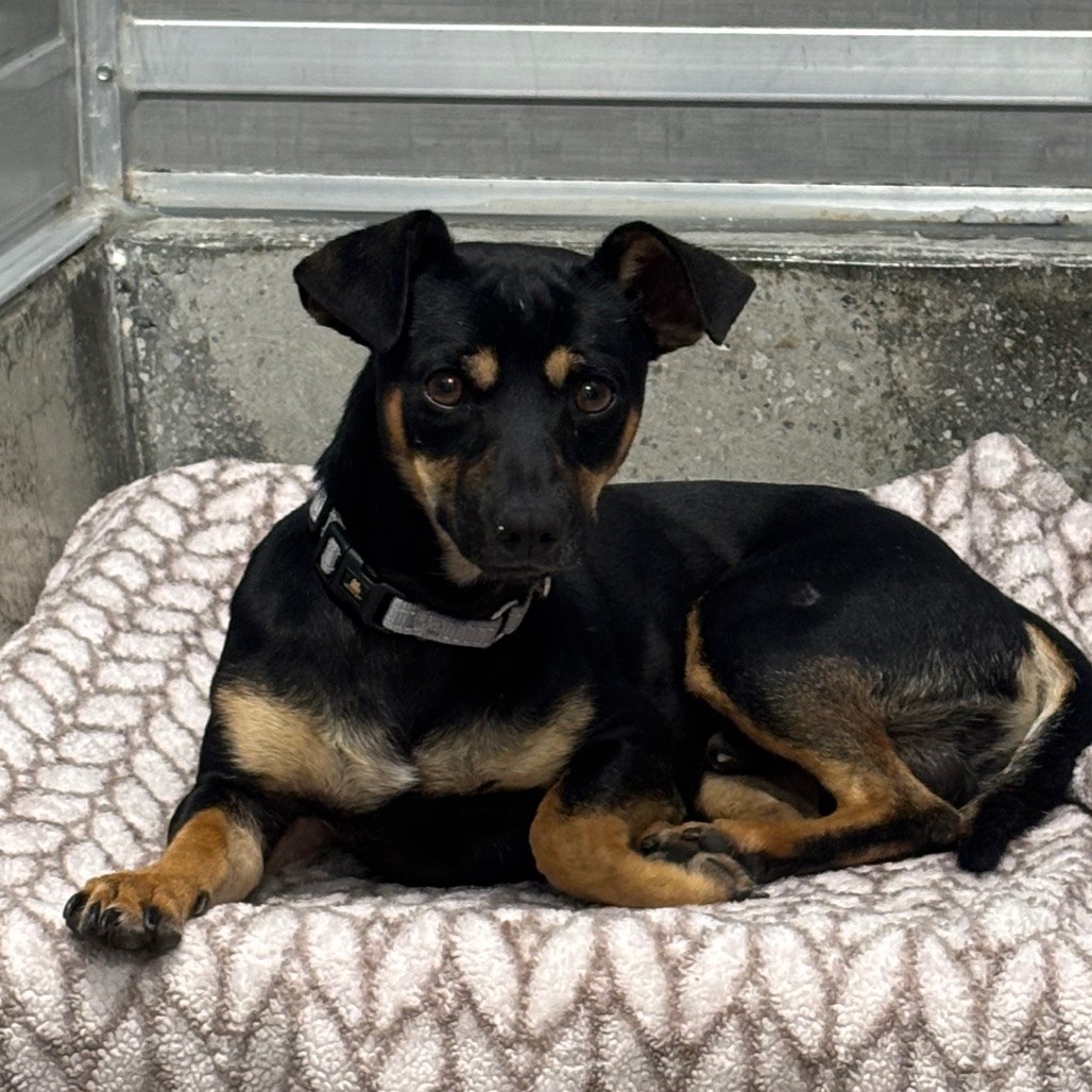 Alfred - Chihuahua/Mixed Breed (Small)