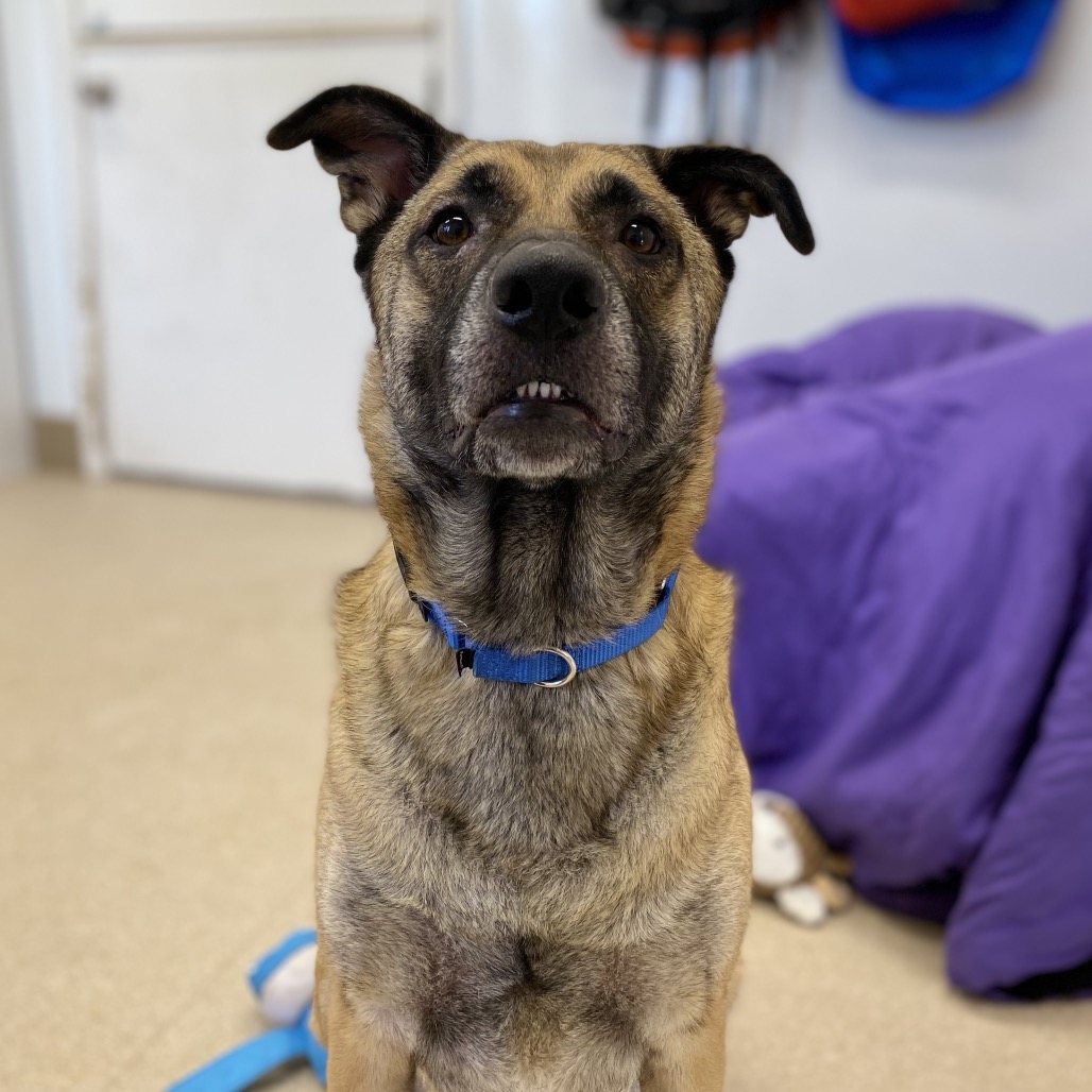 Towanda - Shepherd/Mix