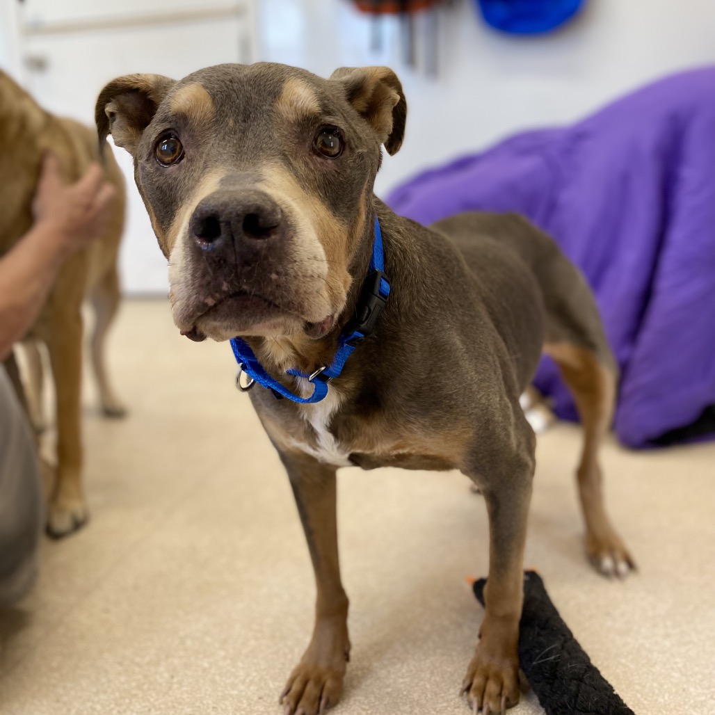 Rose - Terrier, American Pit Bull/Mix