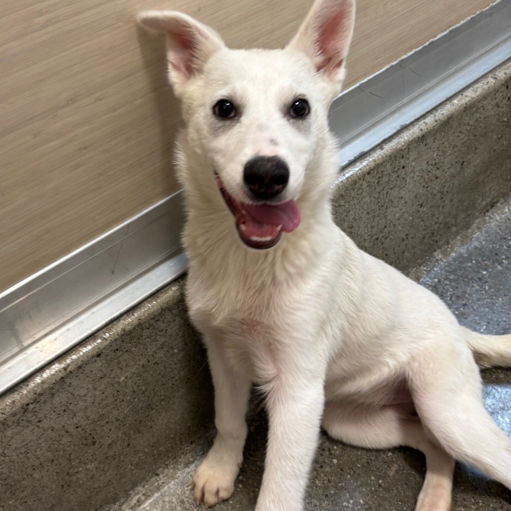 Budgie - Husky, Alaskan/Mix
