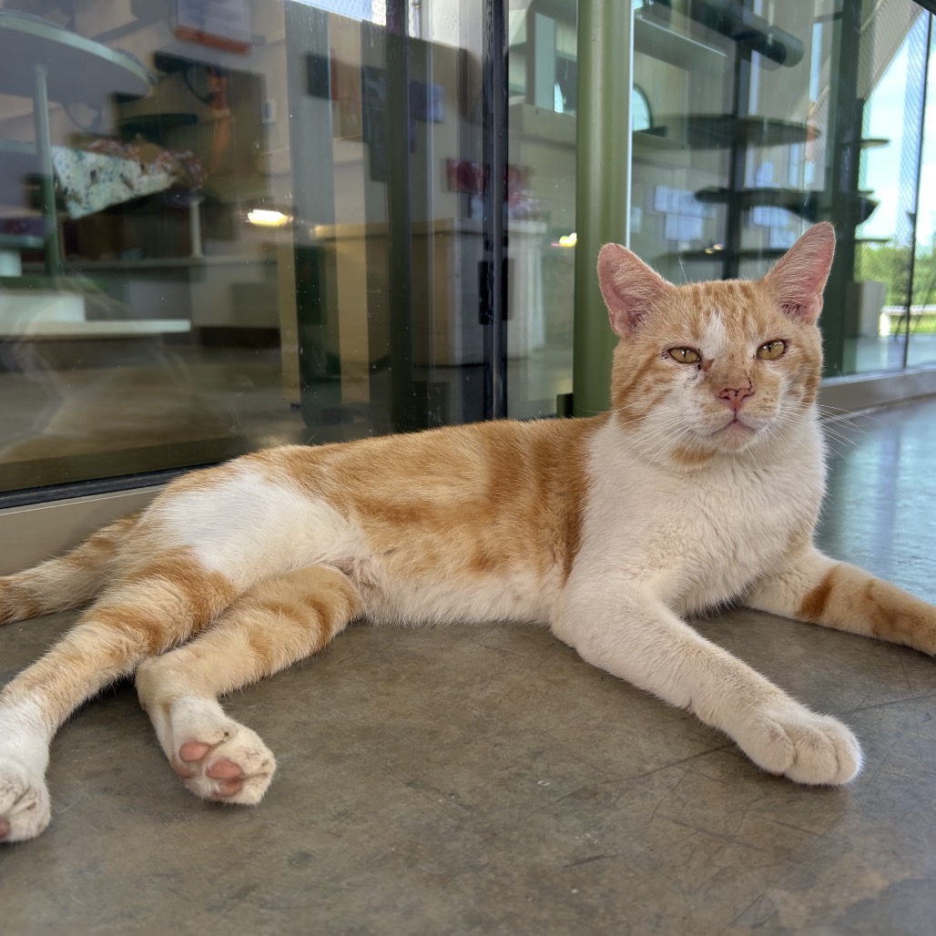 Pumpkin - Domestic Shorthair