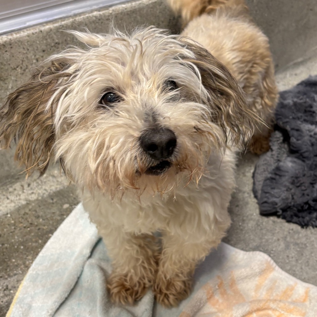 Parrot - Terrier/Mix