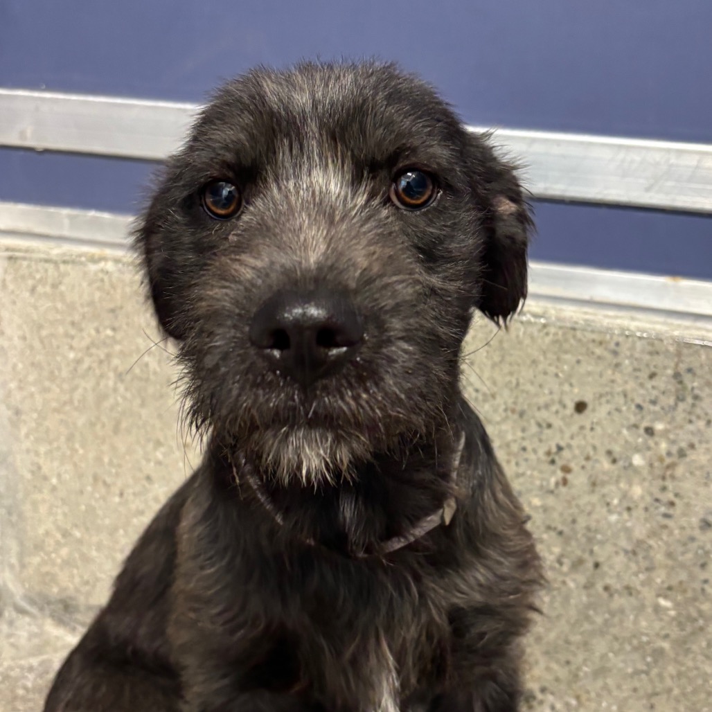Walpole - Terrier/Mix