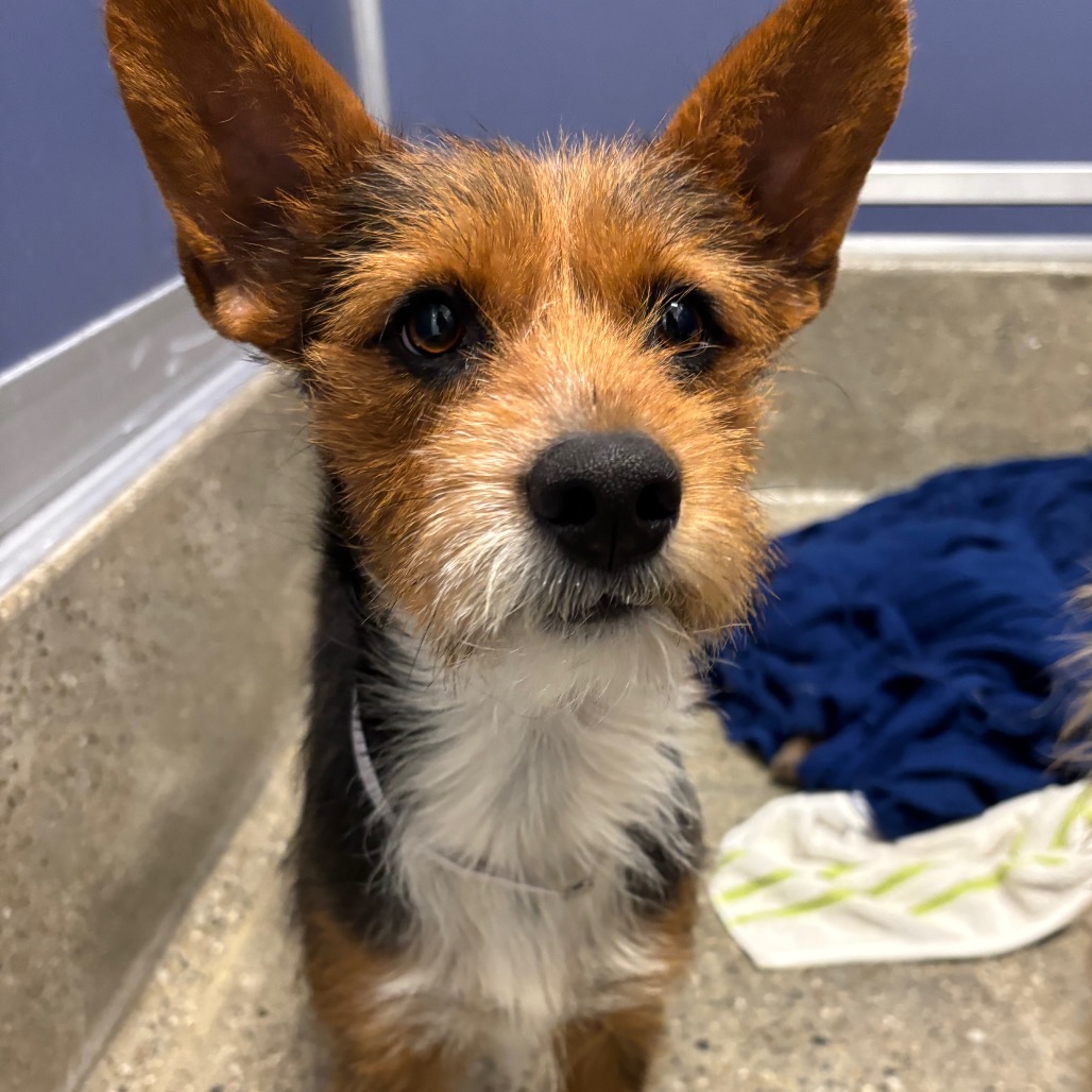 Robin - Terrier/Mix