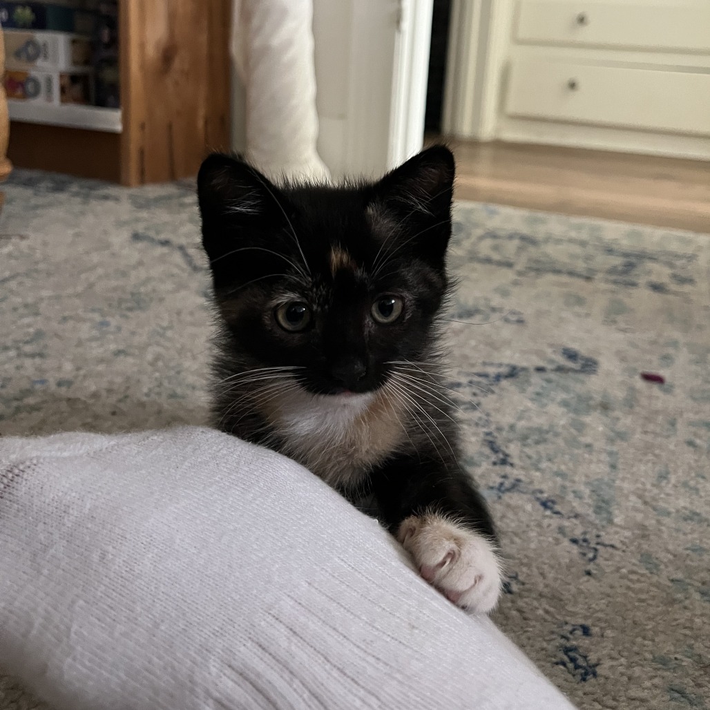 Dolly - Domestic Shorthair