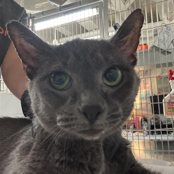 Siracha - Domestic Shorthair