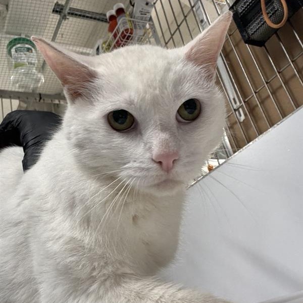 Zen - Domestic Shorthair