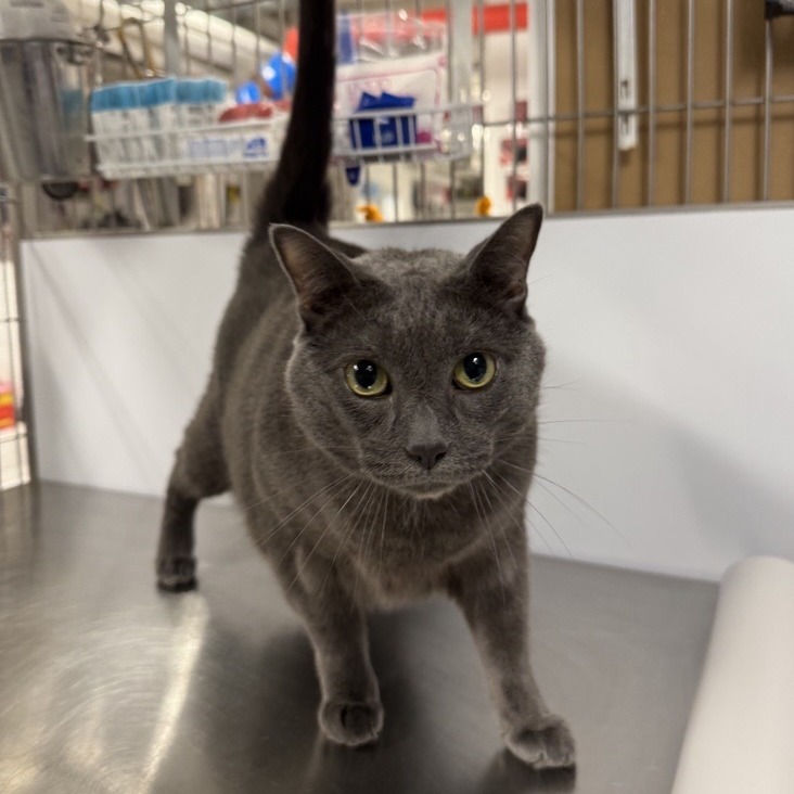 Lance - Domestic Shorthair