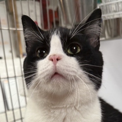 Bubba - Domestic Shorthair