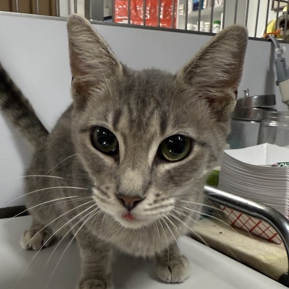 Baby Opossum - Domestic Shorthair
