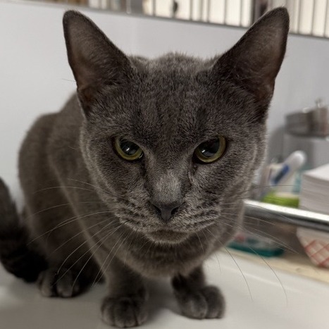 Handsome - Domestic Shorthair