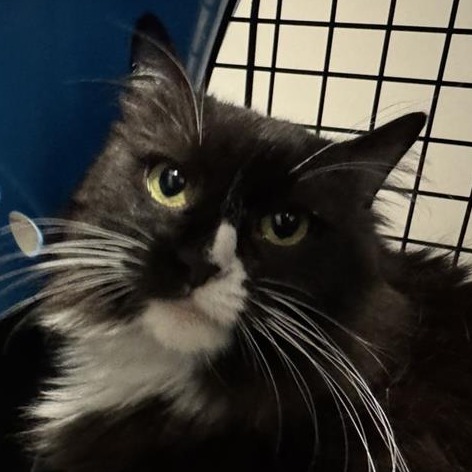 Marcie - Domestic Longhair