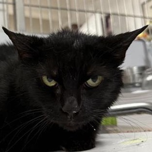 Prego Pasta Sauce - Domestic Shorthair