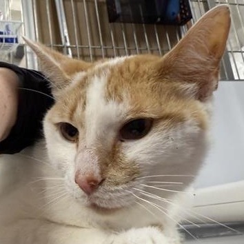 Selena - Domestic Shorthair