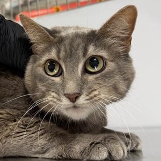 Catniss - Domestic Shorthair