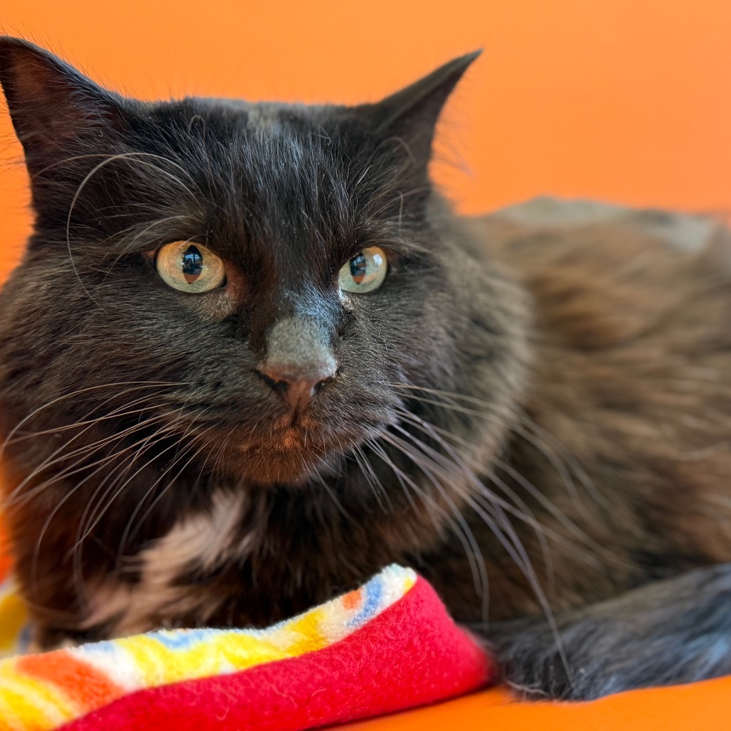 Hammock - Domestic Medium Hair