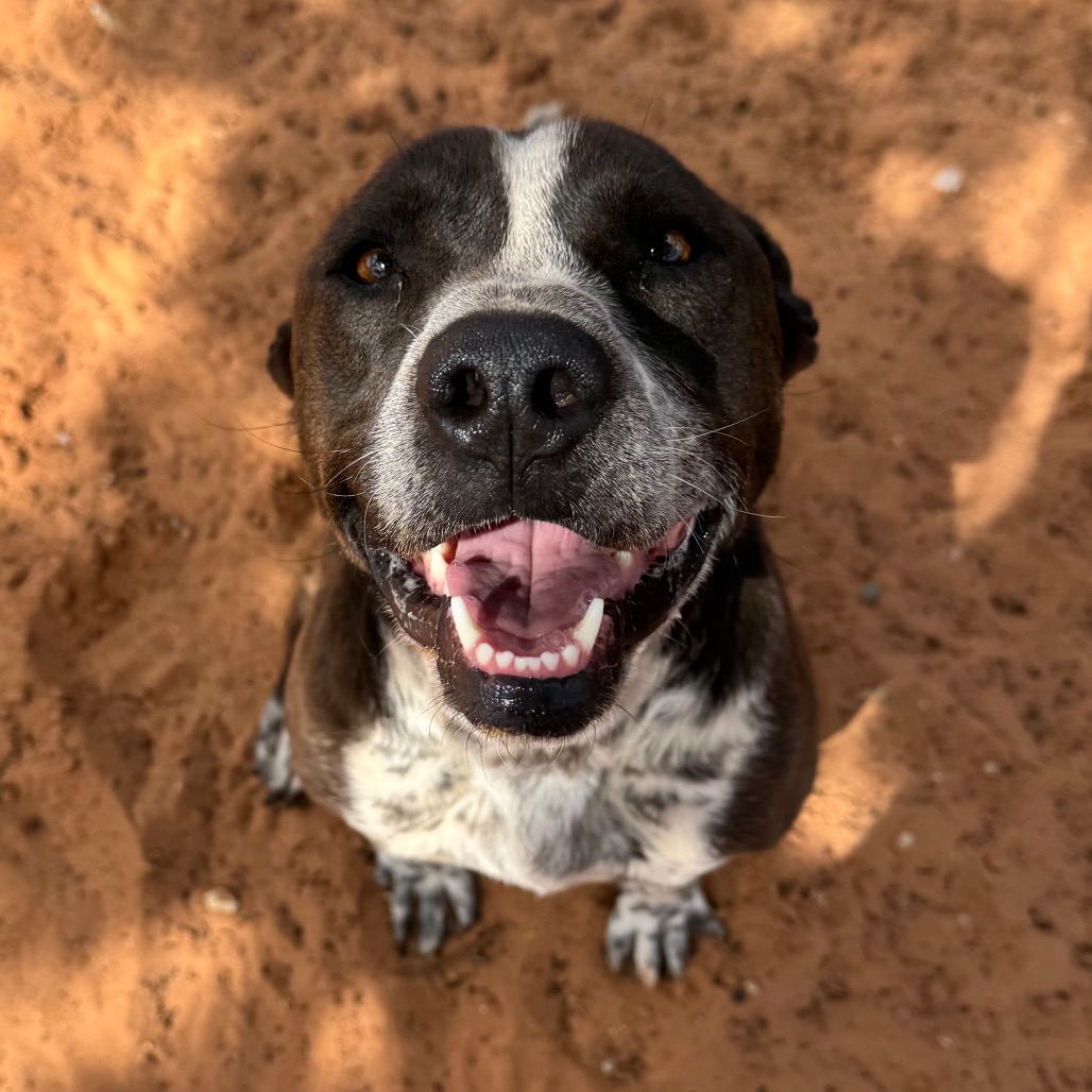 Adoptable Female Female