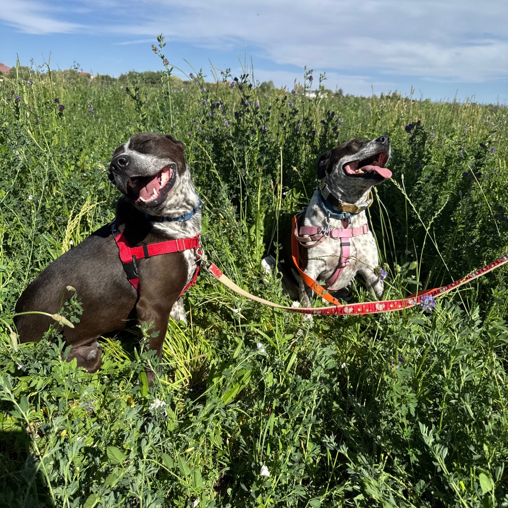 Adoptable Female Female