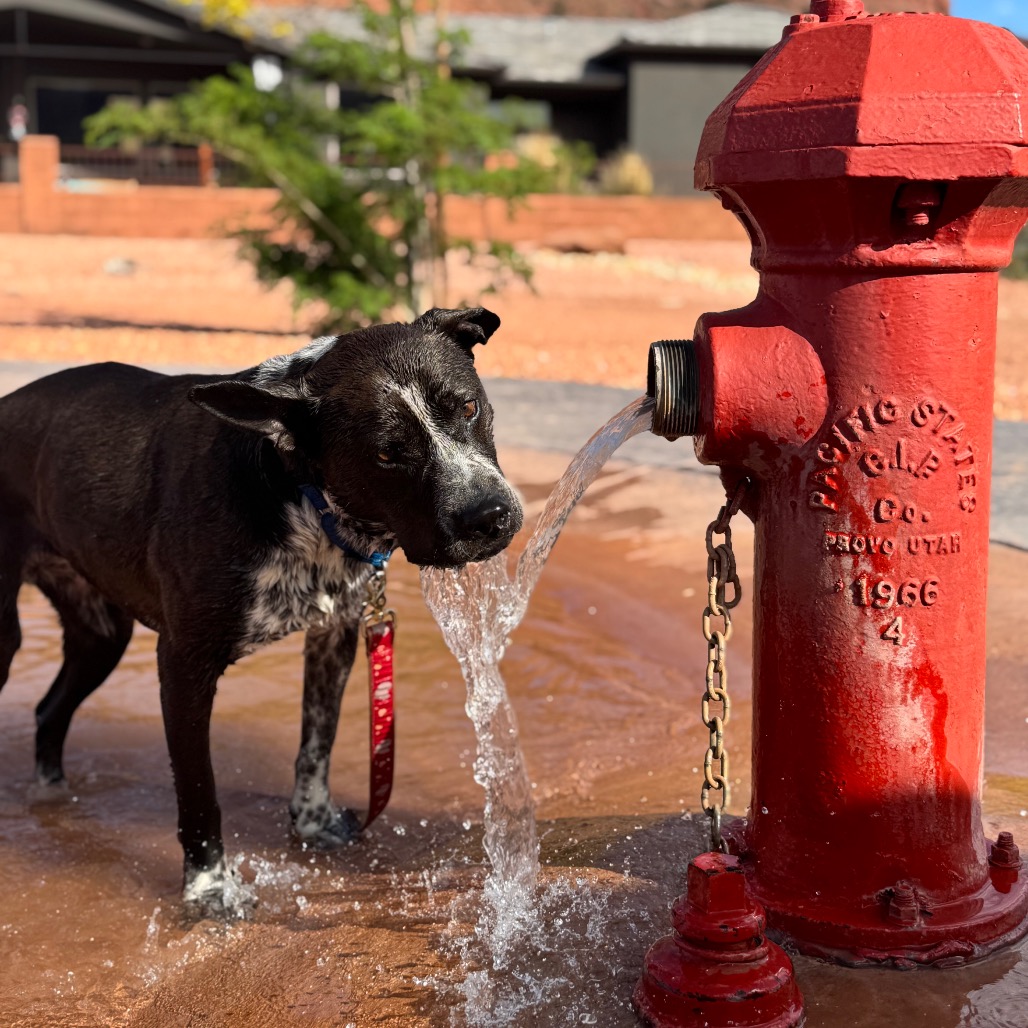 Adoptable Female Female