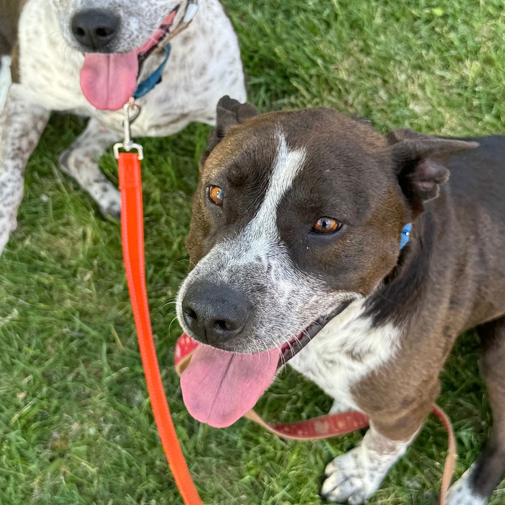 Adoptable Female Female