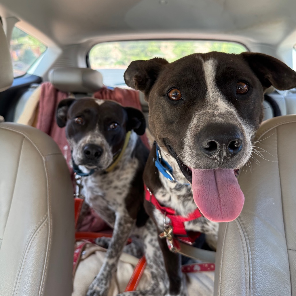 Adoptable Female Female