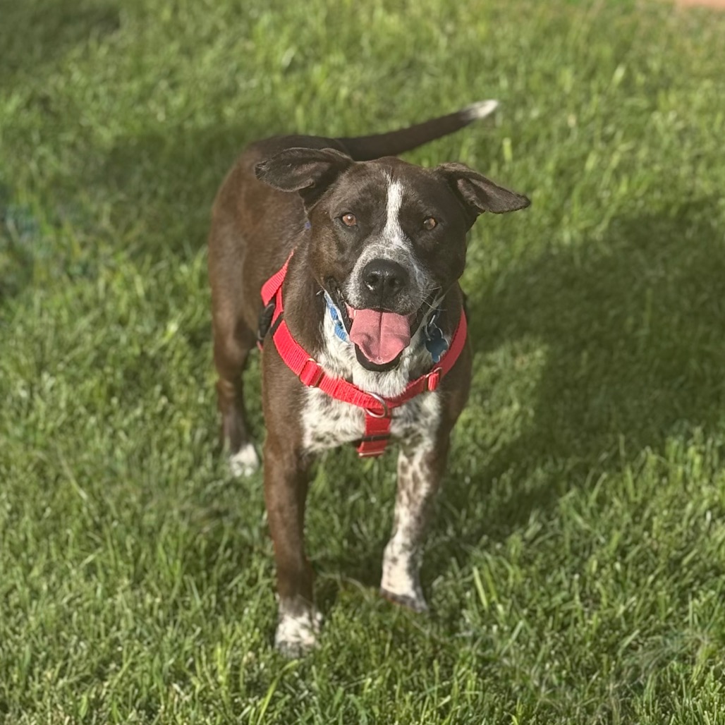 Adoptable Female Female