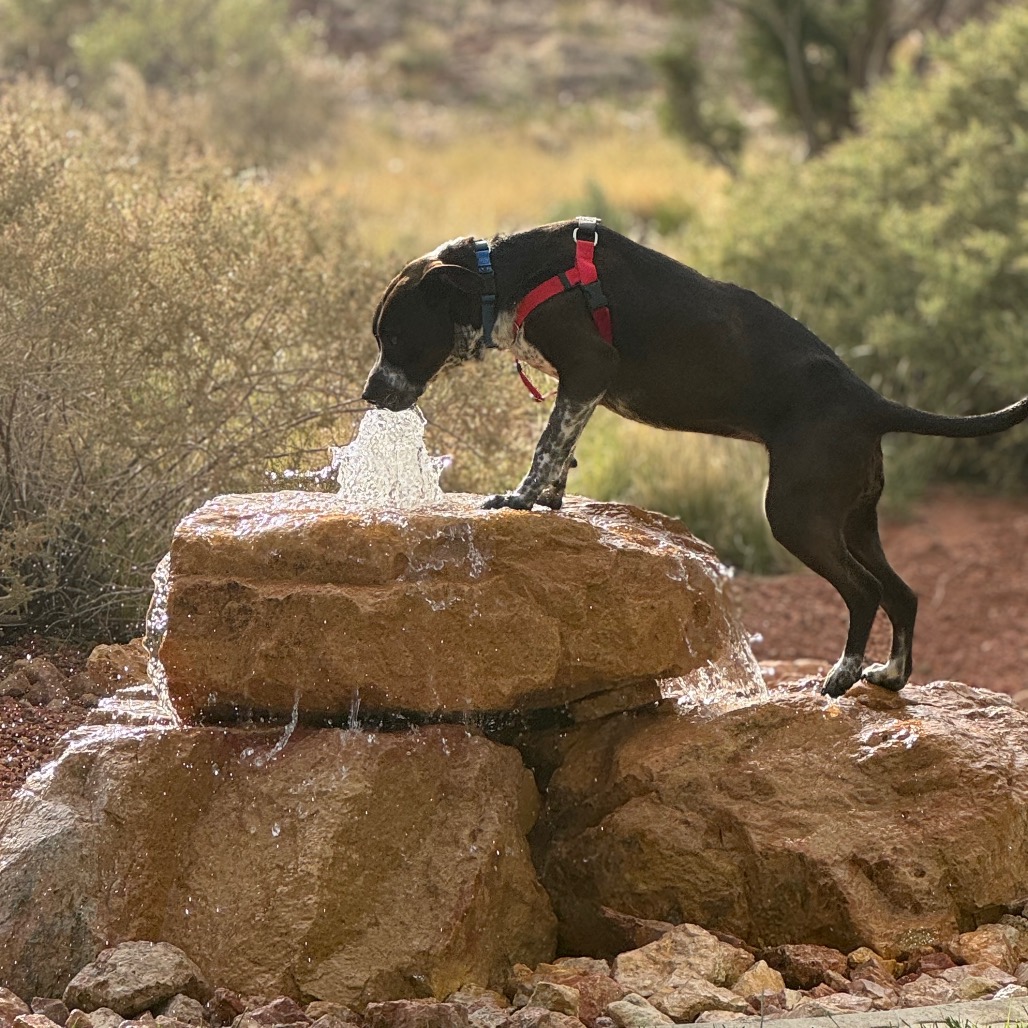 Adoptable Female Female