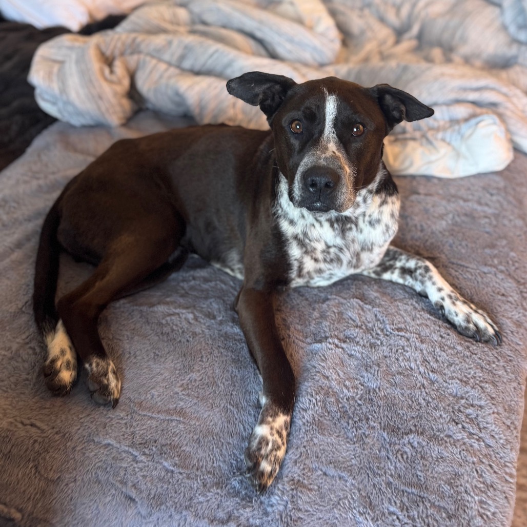 Adoptable Female Female