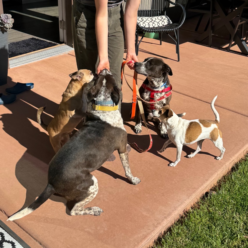 Adoptable Female Female