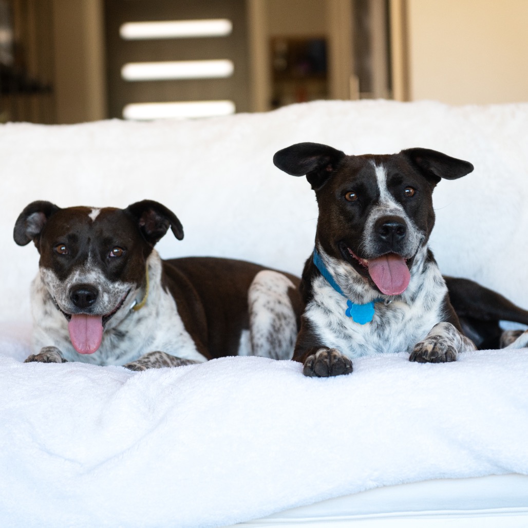 Adoptable Female Female