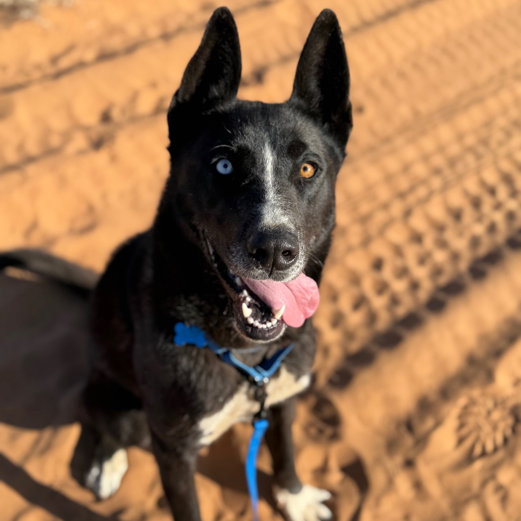 Moon - Terrier, American Pit Bull/Husky