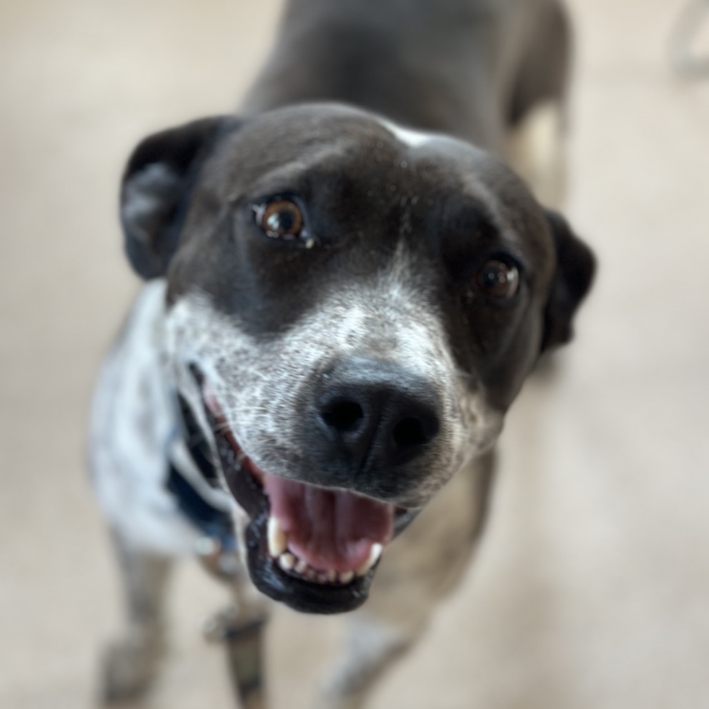 Adoptable Female Female