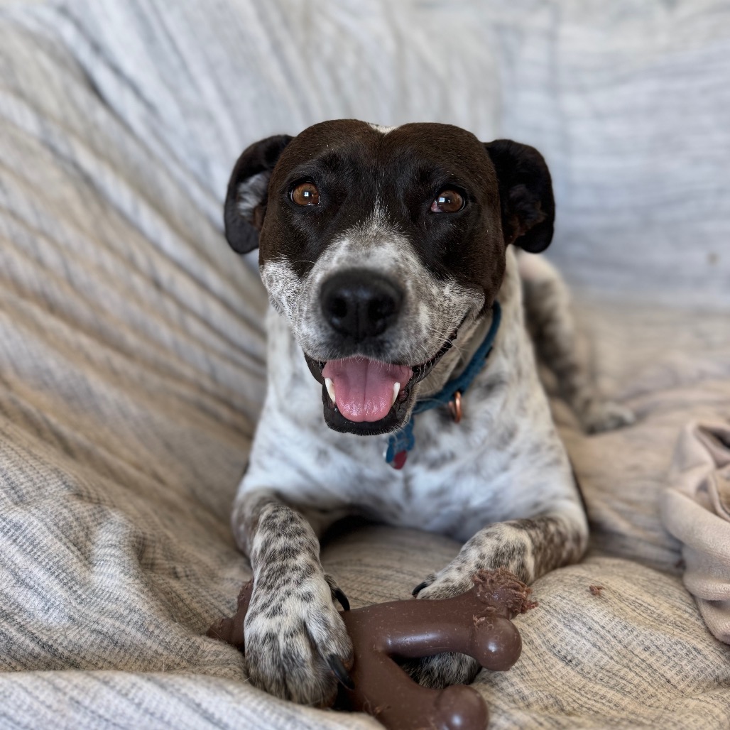 Adoptable Female Female