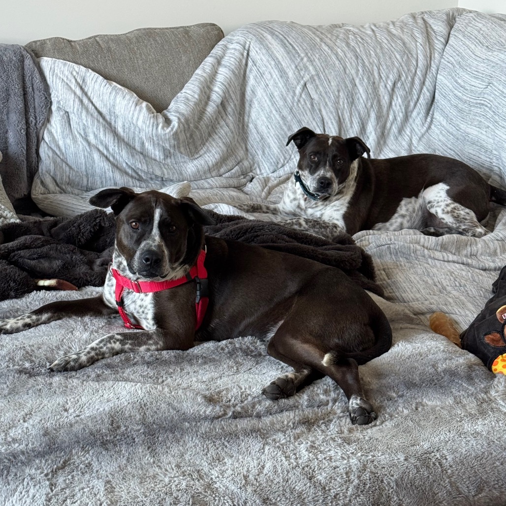 Adoptable Female Female