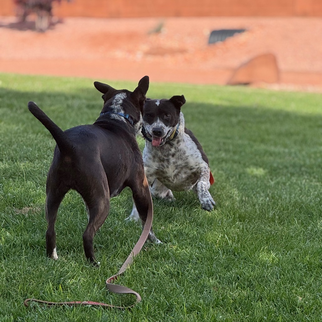 Adoptable Female Female