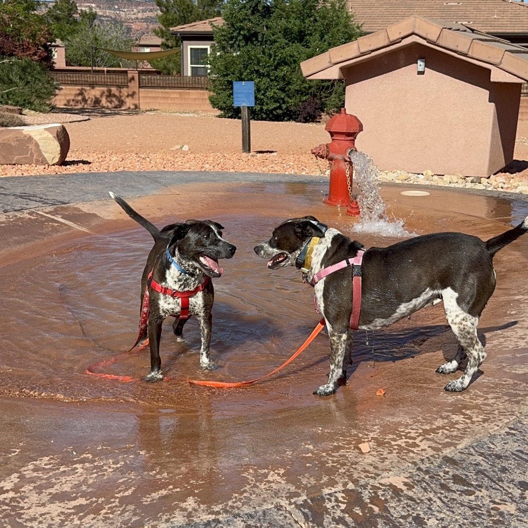 Adoptable Female Female