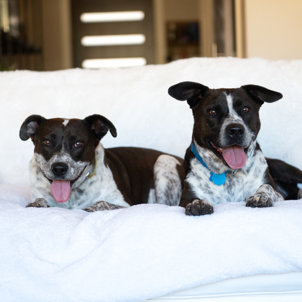 Adoptable Female Female