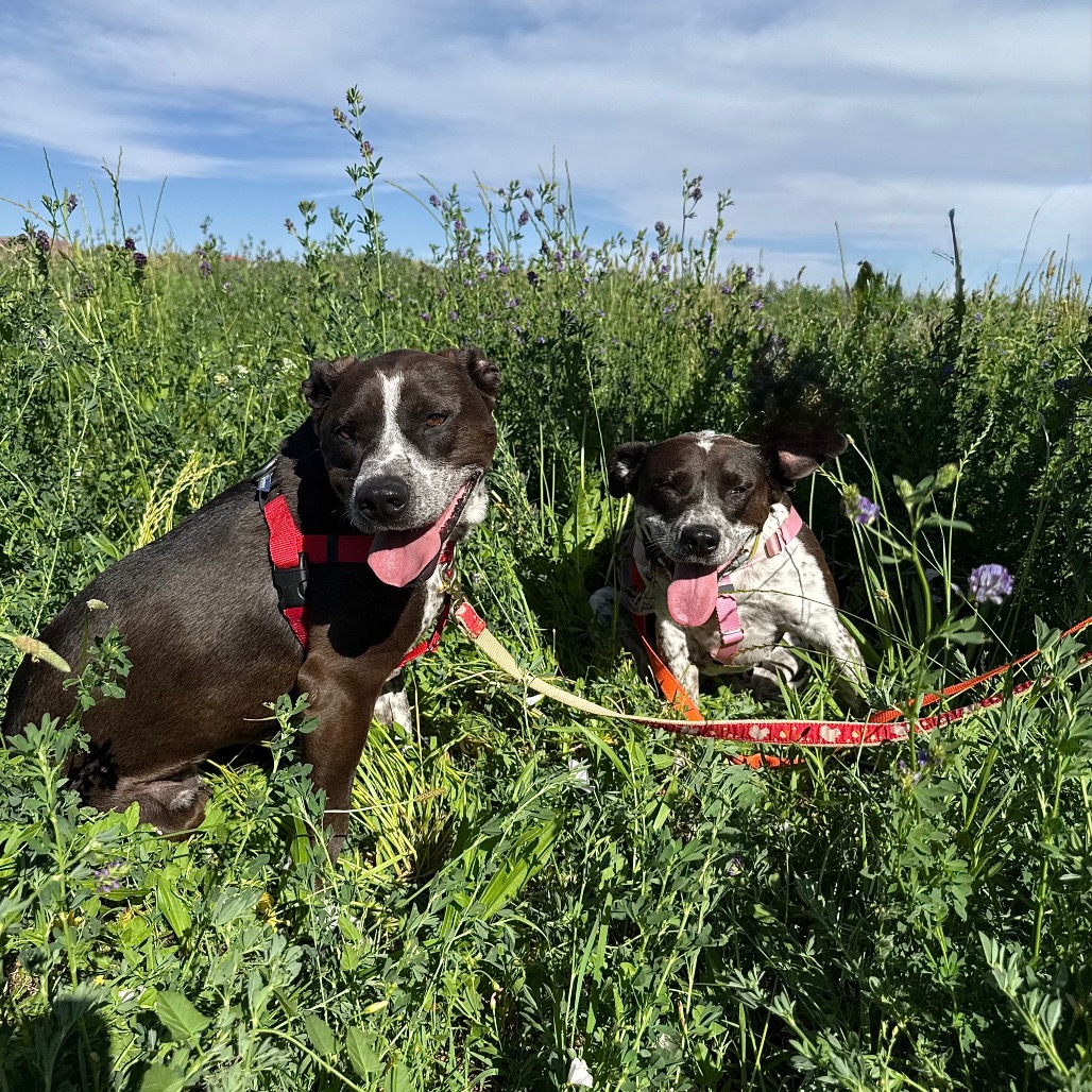 Adoptable Female Female