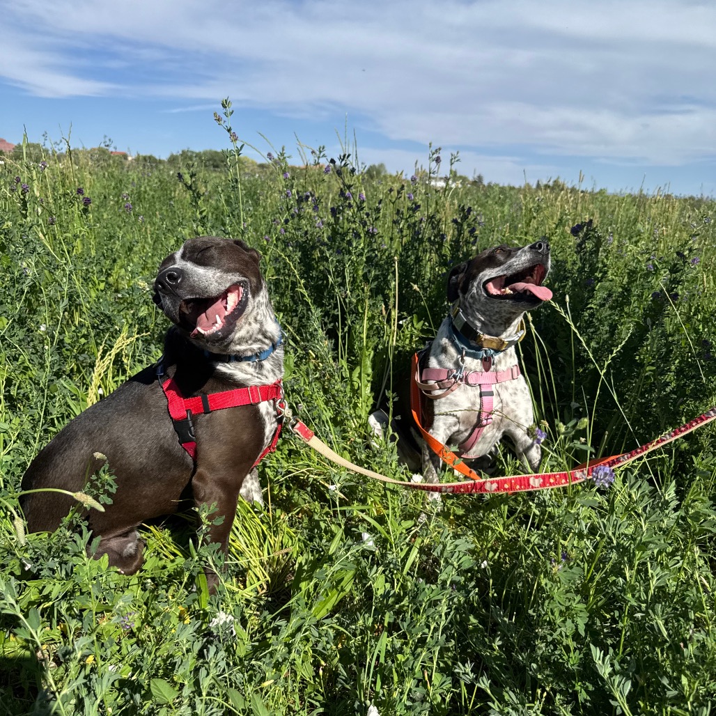 Adoptable Female Female