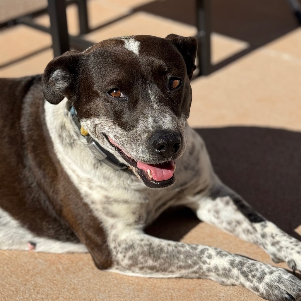 Adoptable Female Female