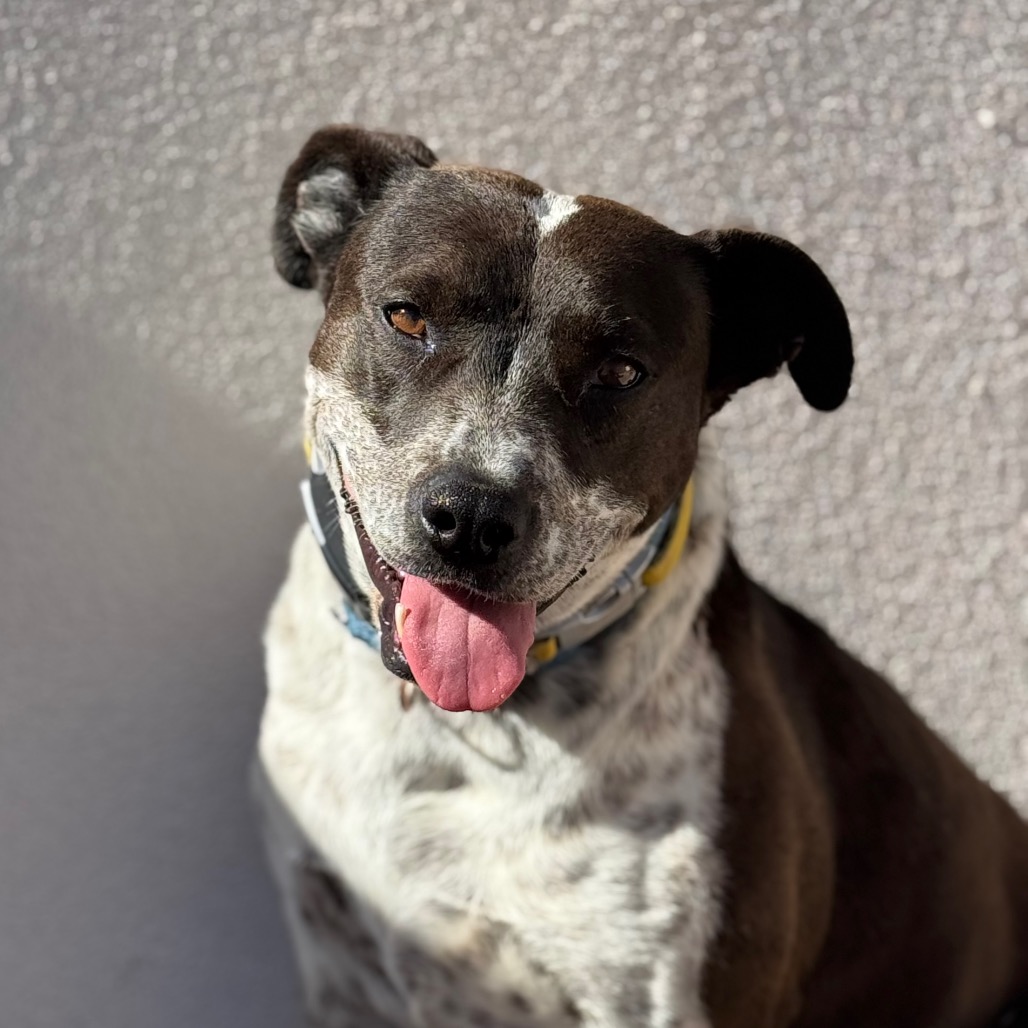 Adoptable Female Female