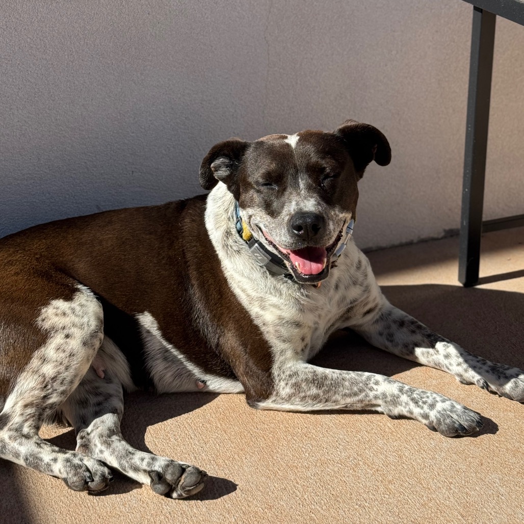 Adoptable Female Female