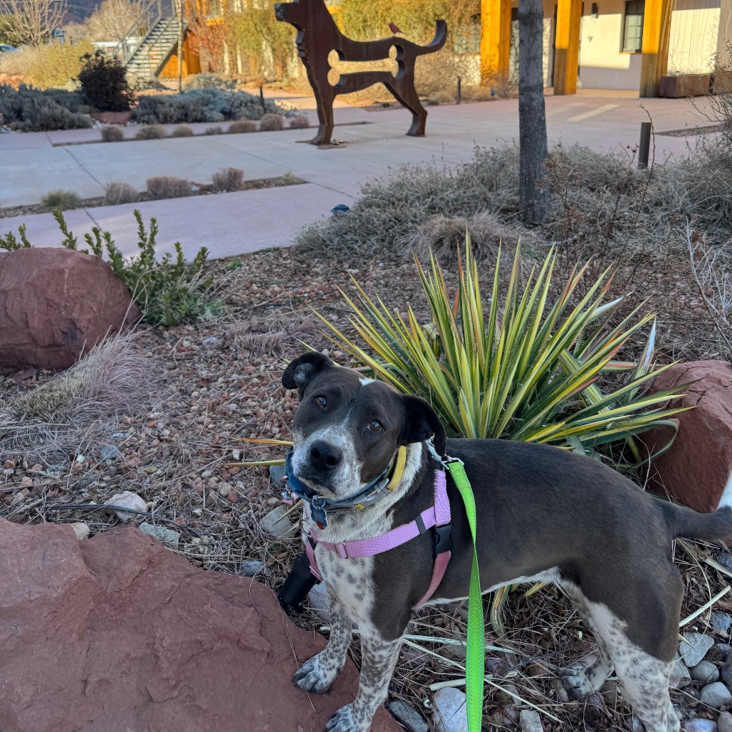 Adoptable Female Female