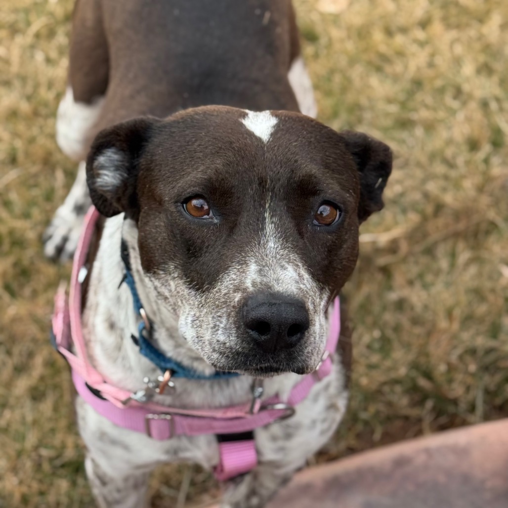 Adoptable Female Female