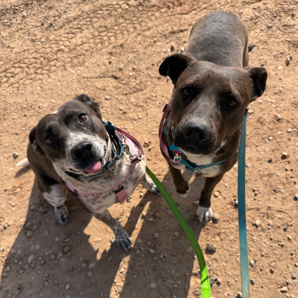 Adoptable Female Female