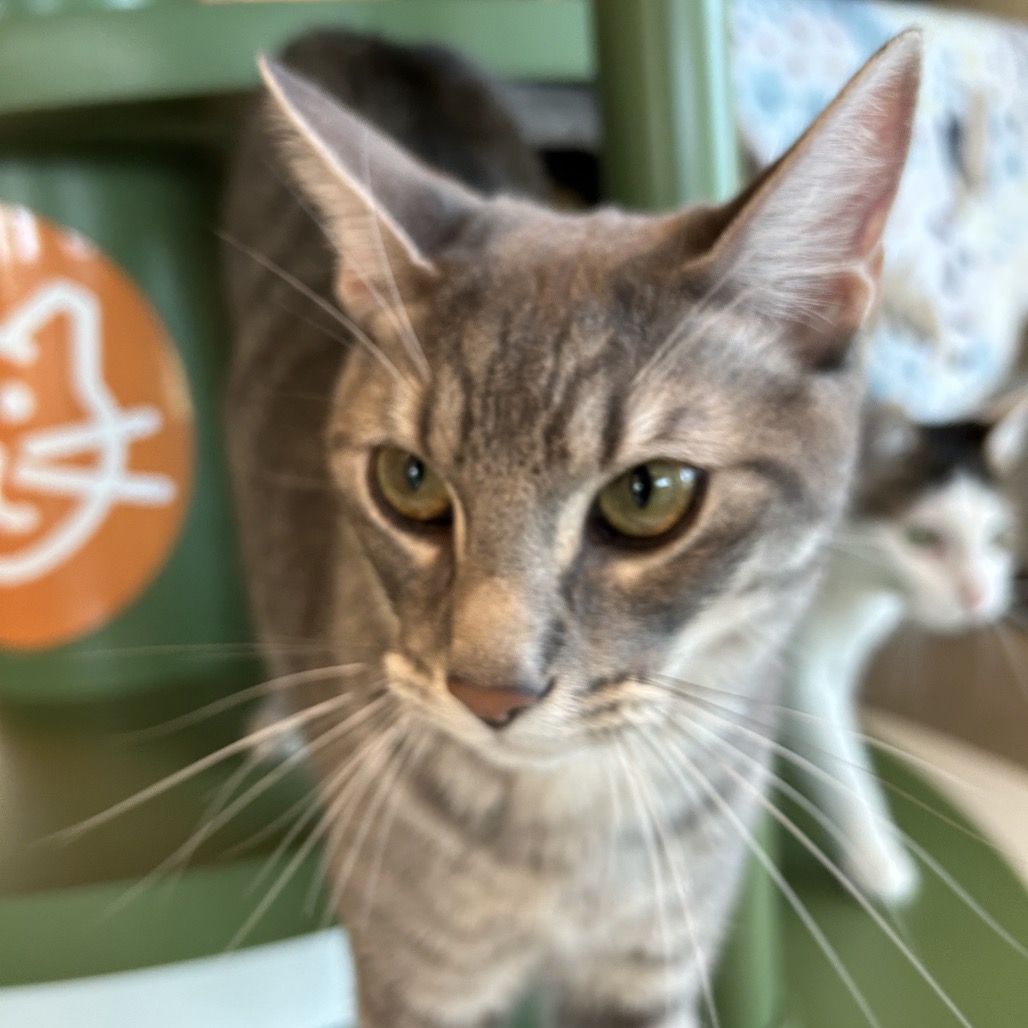 Brasco - Domestic Shorthair